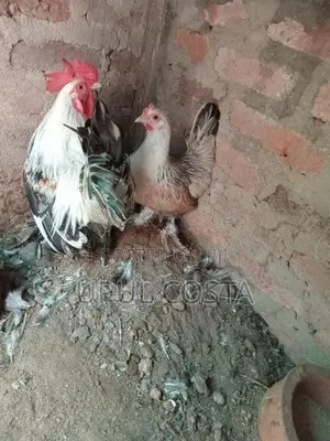 Japanese Bantam