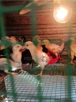 Farm Chicks