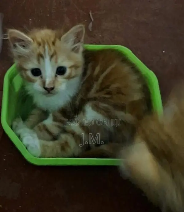 Himalaya Cat