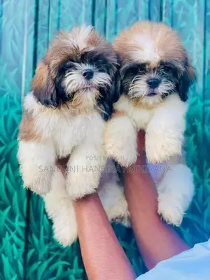 Shih Tzu Puppies