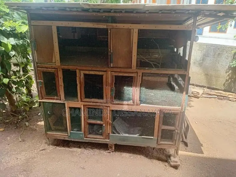 කුරුලු කුඩ