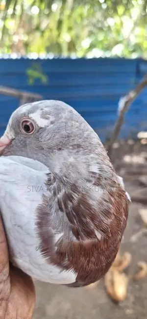 Pigeons