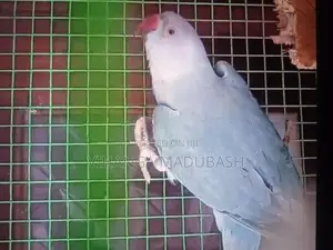 Ring Neck Birds