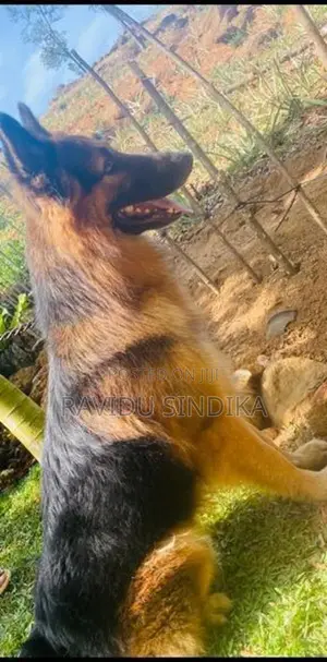 German Sheperd Puppies