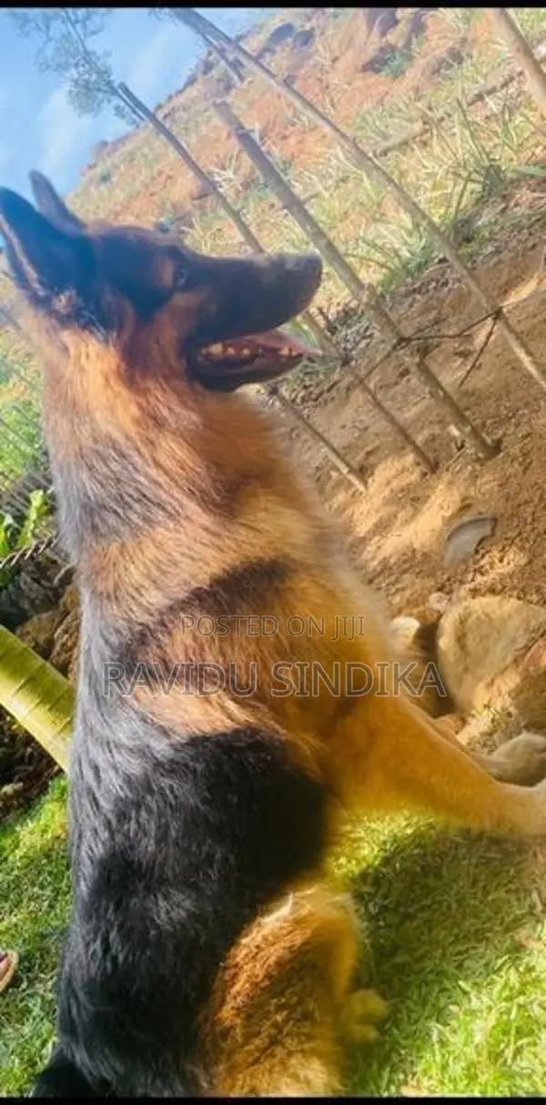 German Sheperd Puppies