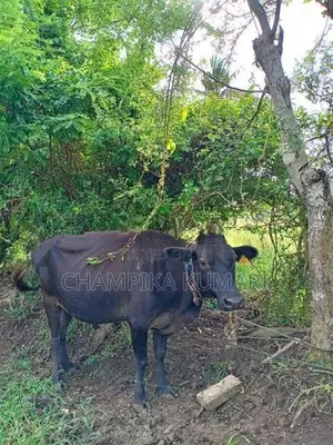 වැස්සියො