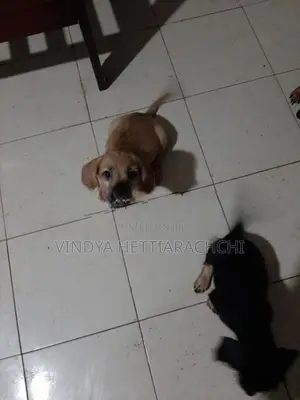Dachshund puppy
