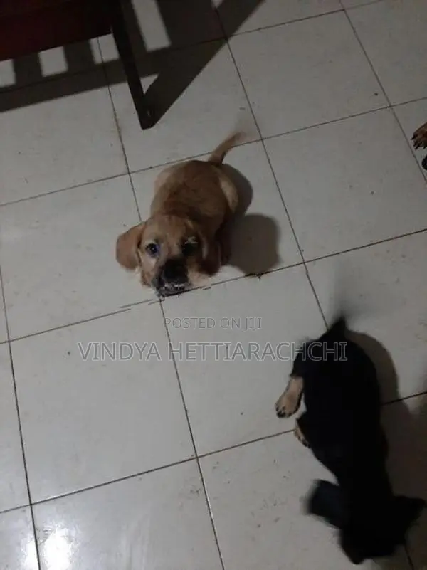 Dachshund puppy