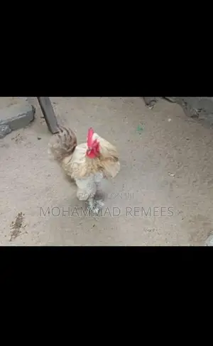 சேவல்