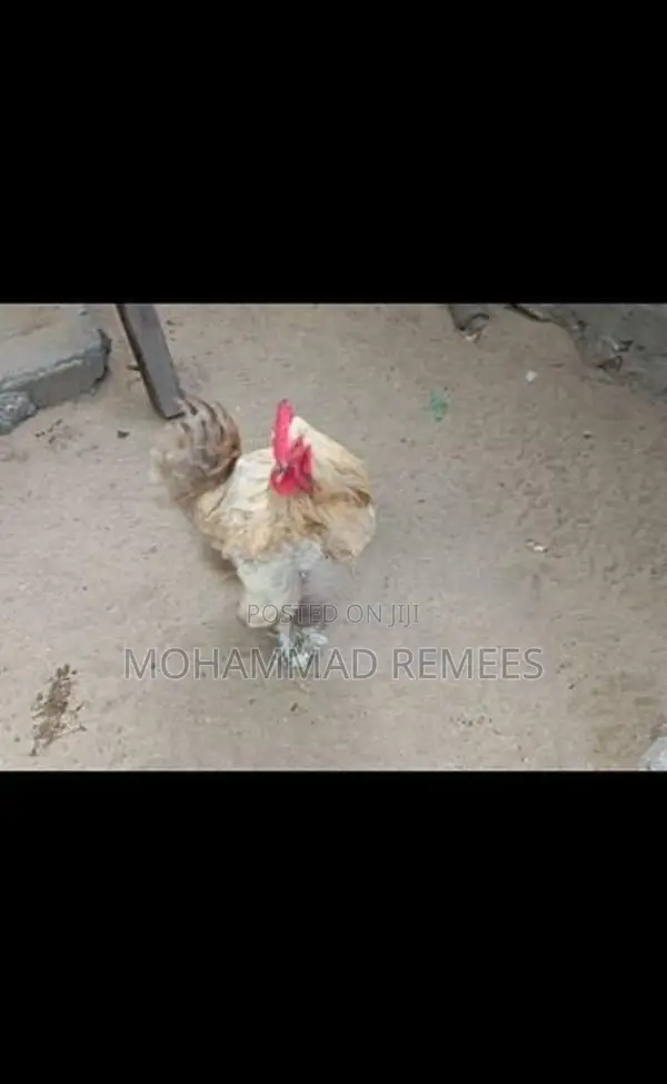 சேவல்