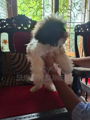 Shih Tzu Puppies