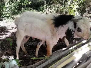 එළුවා විකිනීමට