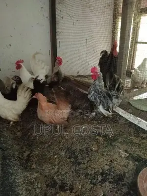 Japanese Bantam