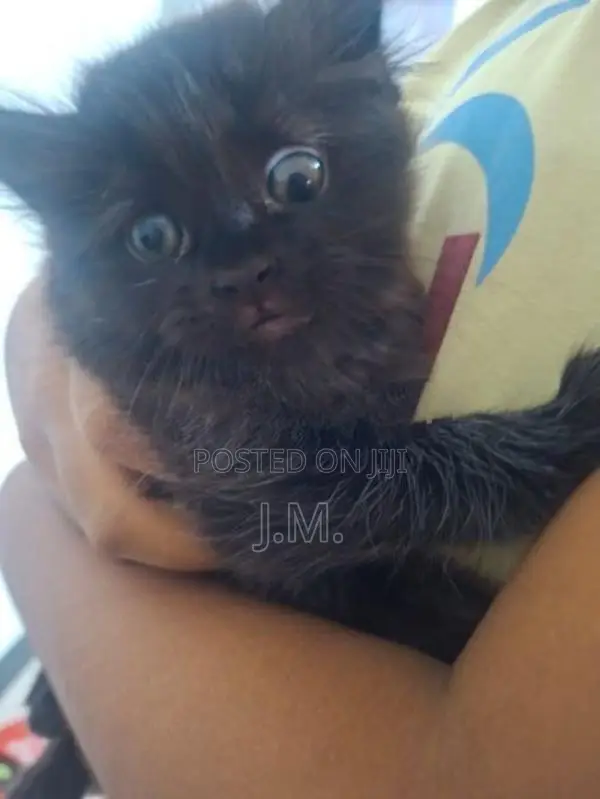 Himalaya Cat