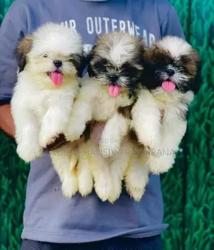 Shih Tzu Puppies