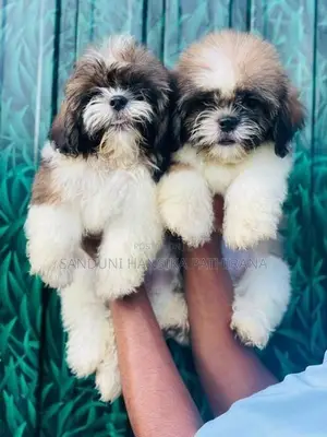 Shih Tzu Puppies