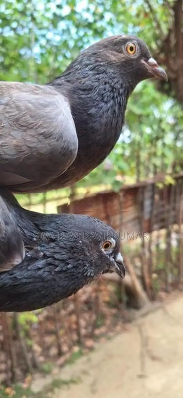 Pigeons