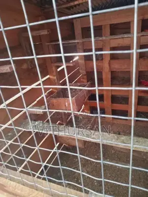 Pigeon Cage