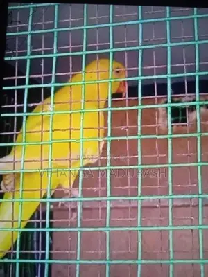 Ring Neck Birds