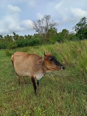 වැස්සියො
