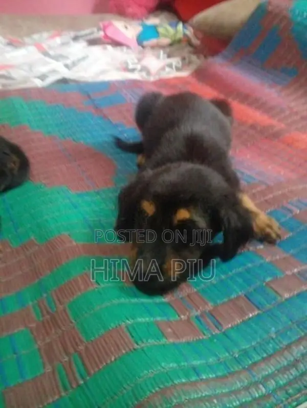 Rottweiler Puppies