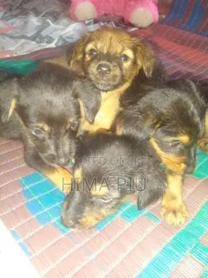 rotweler pupis