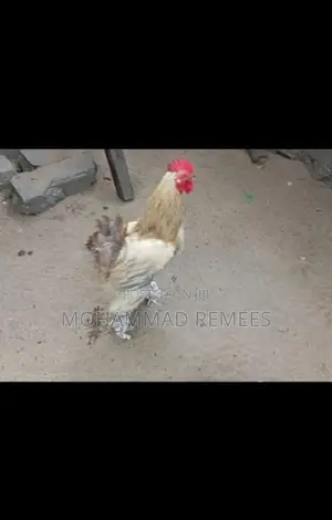 சேவல்