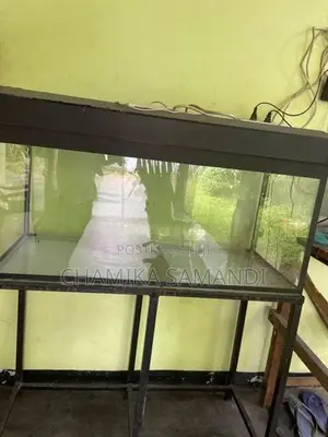 Fish Tank