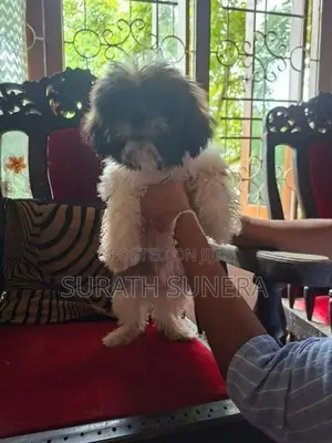 Shih Tzu Puppies