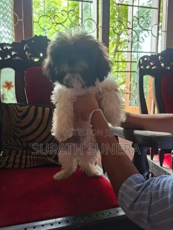 Shih Tzu Puppies