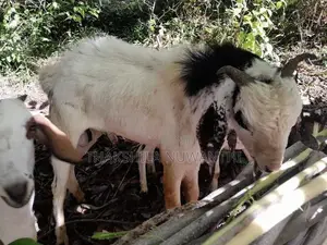 එළුවා විකිනීමට