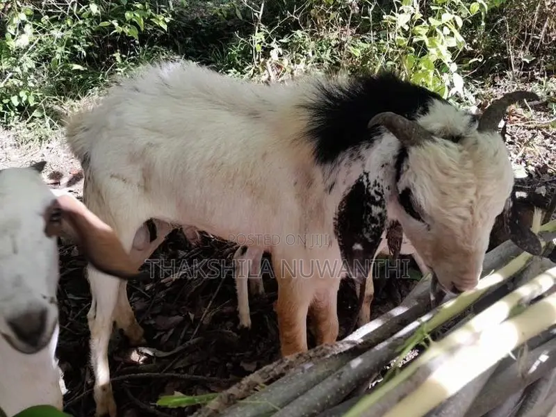 එළුවා විකිනීමට