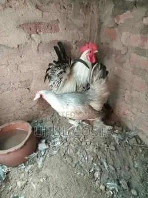 Japanese Bantam