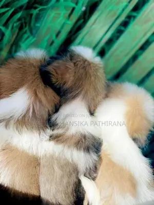 Shih Tzu Puppies