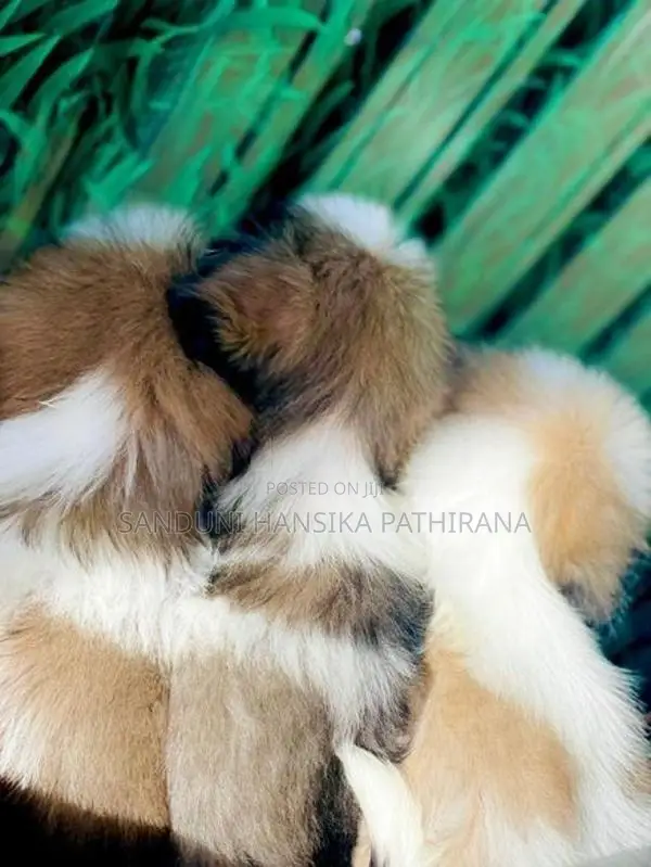 Shih Tzu Puppies