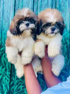 Shih Tzu Puppies
