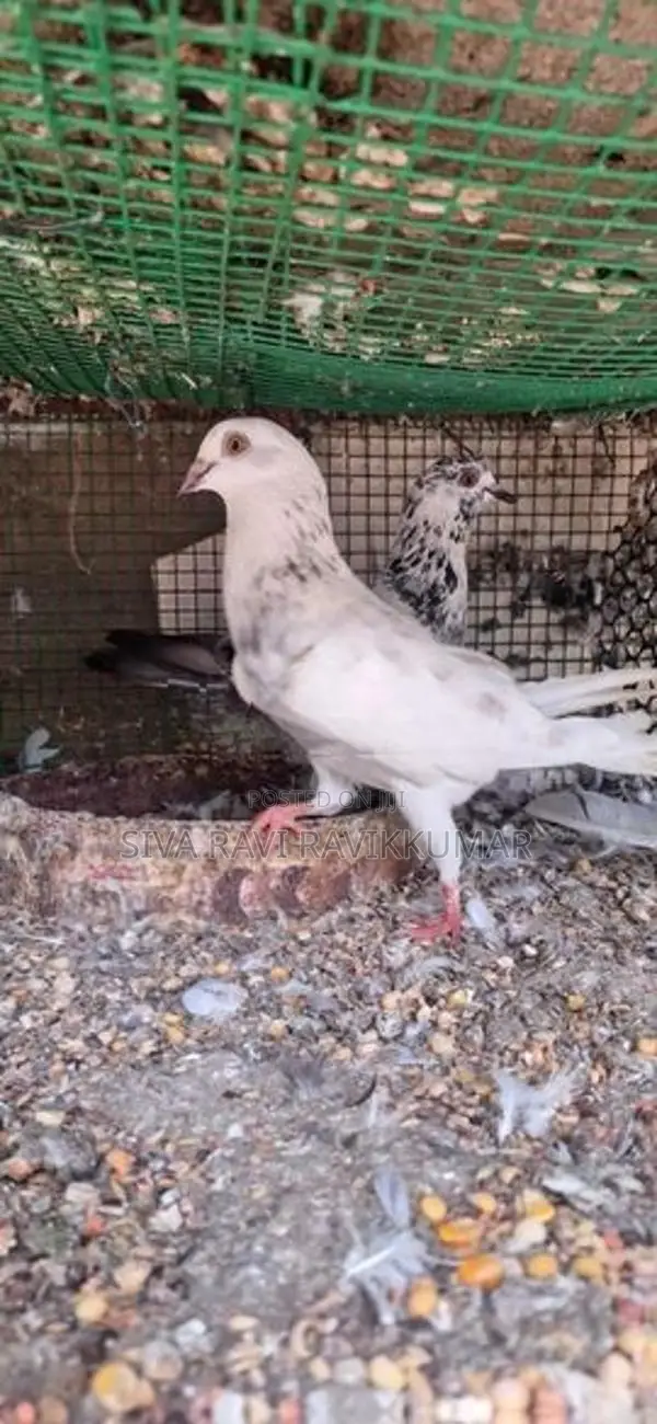 Pigeons