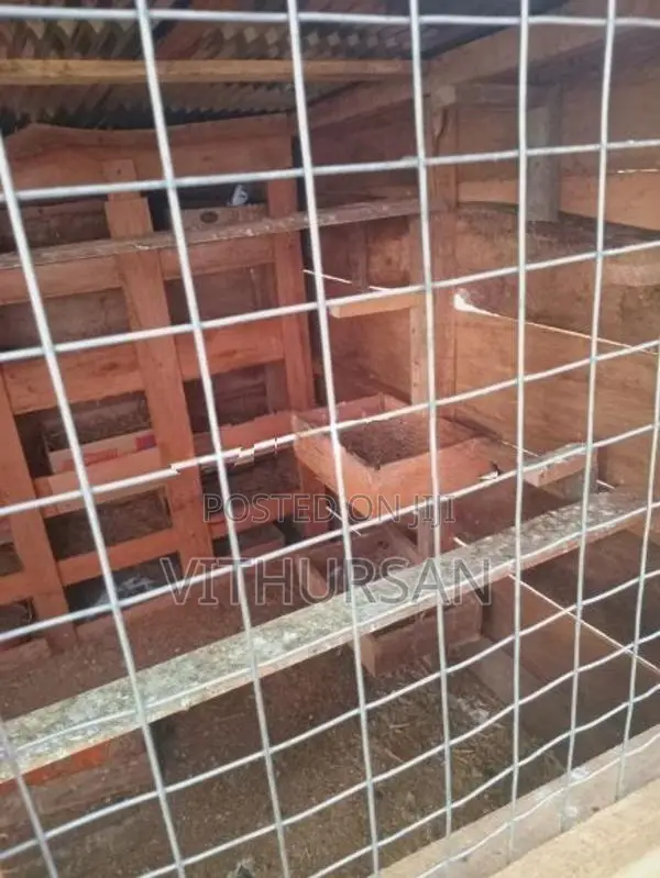 Pigeon Cage