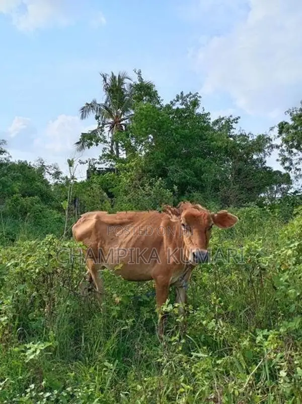 වැස්සියො