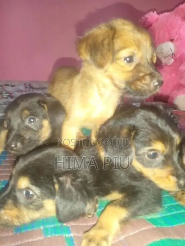 Rottweiler Puppies