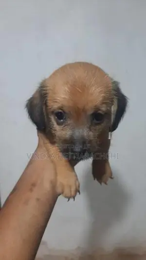 Dachshund puppy