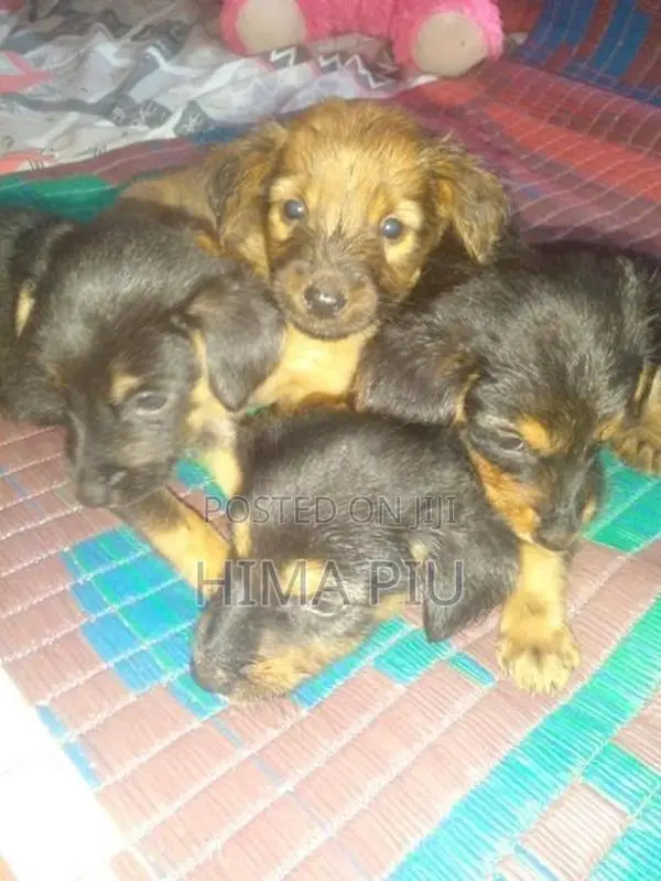 rotweler pupis