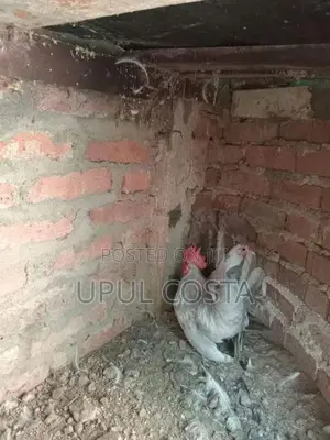 Japanese Bantam