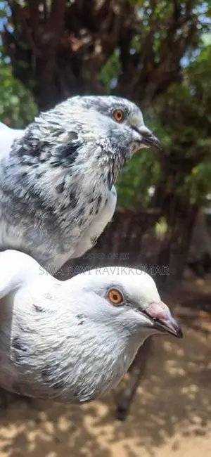 Pigeons