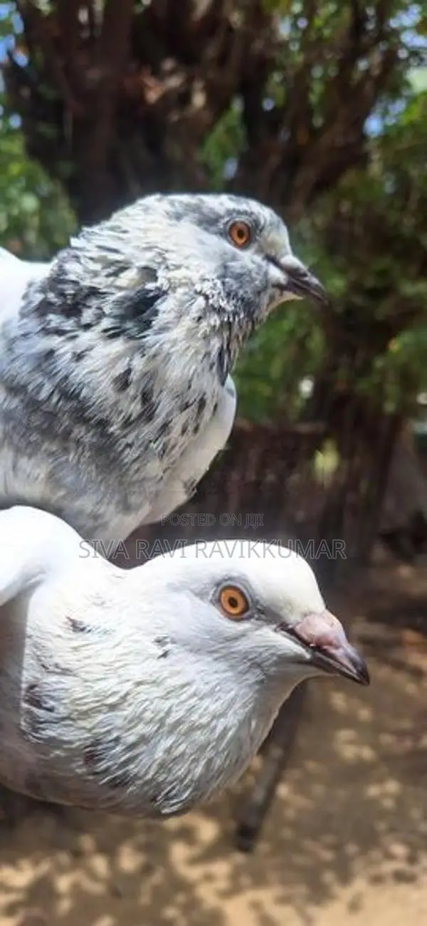 Pigeons