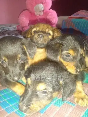 Rottweiler Puppies