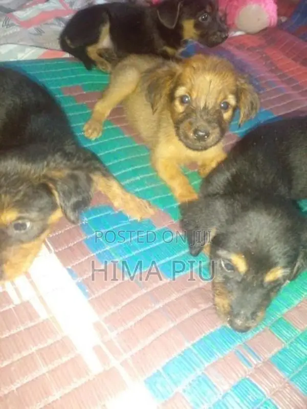 rotweler pupis
