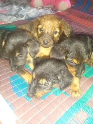 Rottweiler Puppies