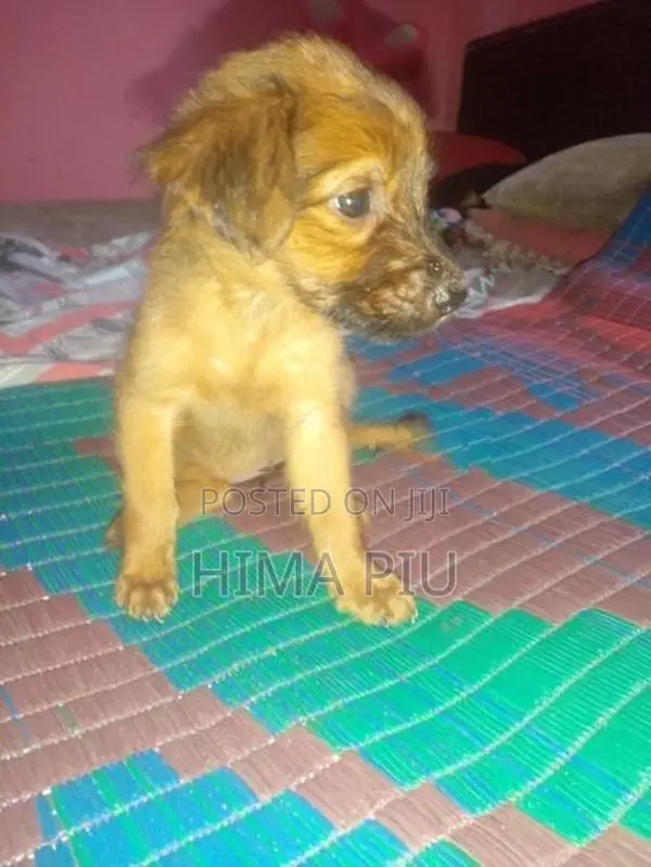 rotweler pupis
