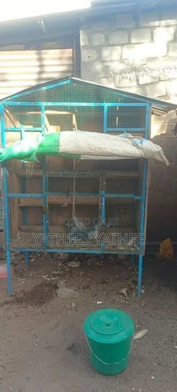 Bird Cages
